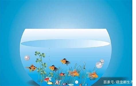 魚缸放電視旁|養魚：魚缸擺放很關鍵，魚的生存看放的位置和水質